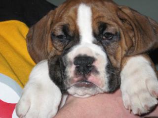 babypup