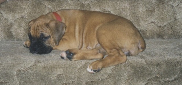 BabyRoxy