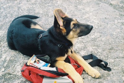 Backpacking pooch