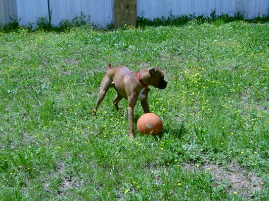 BackYard Ball