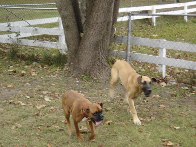 Backyard fun