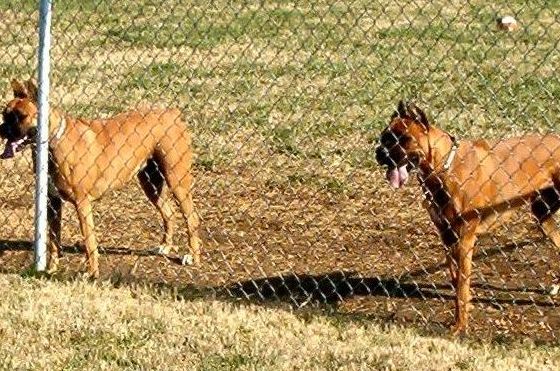 Backyard Guard Dogs