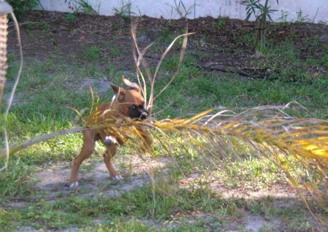 Backyard Playing