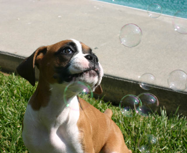 bacon flavored bubbles!
