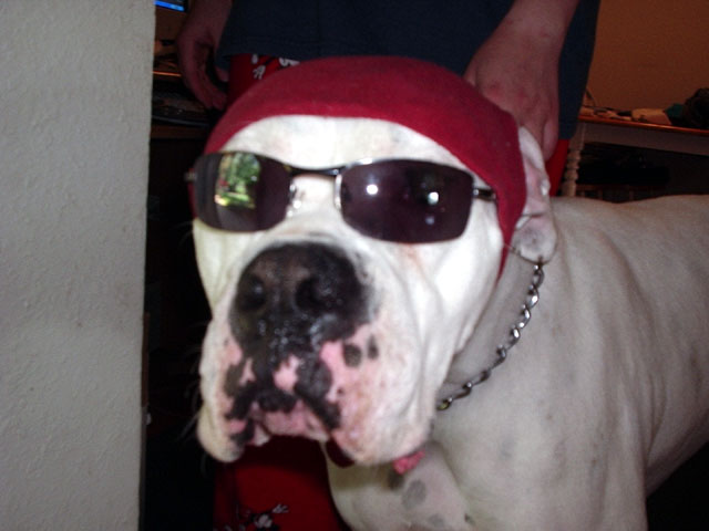 Bad boy Zeus