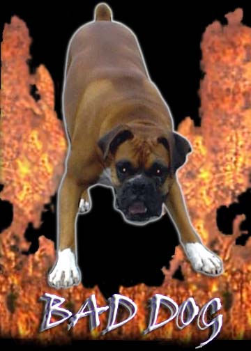 Bad Dog