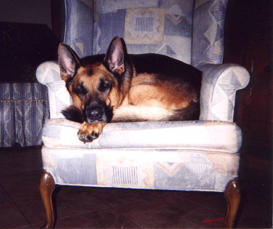 bad dog