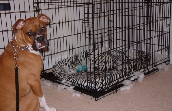 Bad Rocky