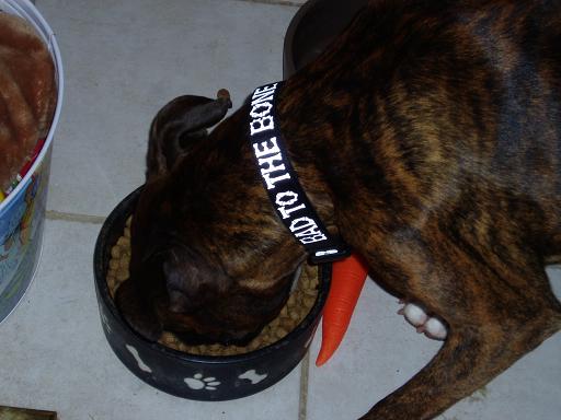 bad to the bone collar