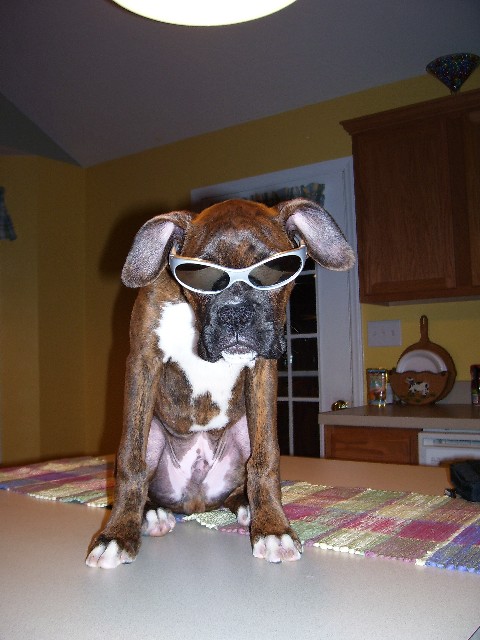 Bad to the Bone