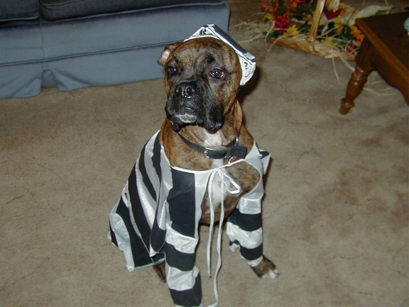 BadDog