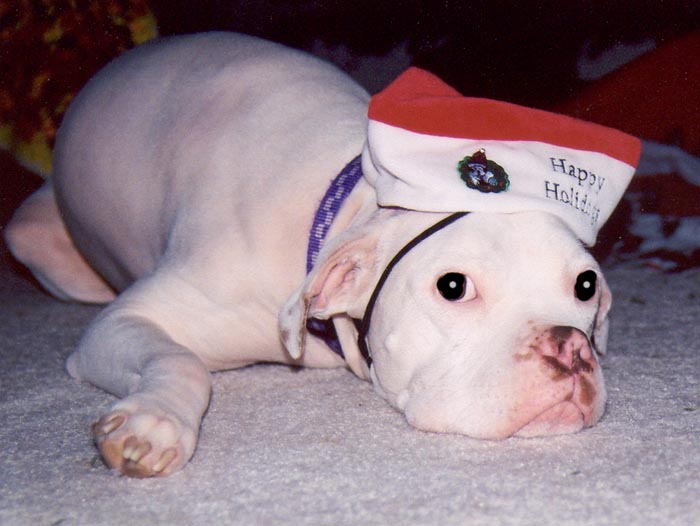 Bah Humbug!