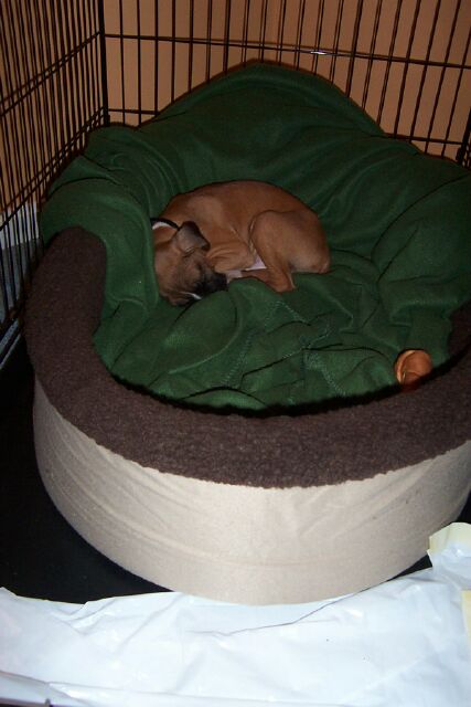 Bailey @ 11 weeks in his crate