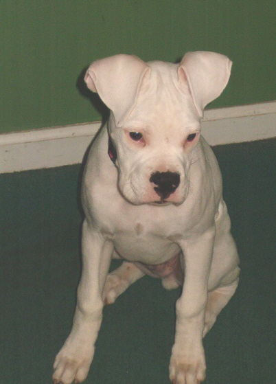 Bailey-17 weeks