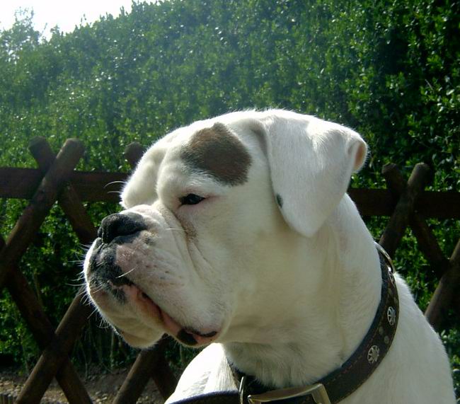 Bailey 18 months old