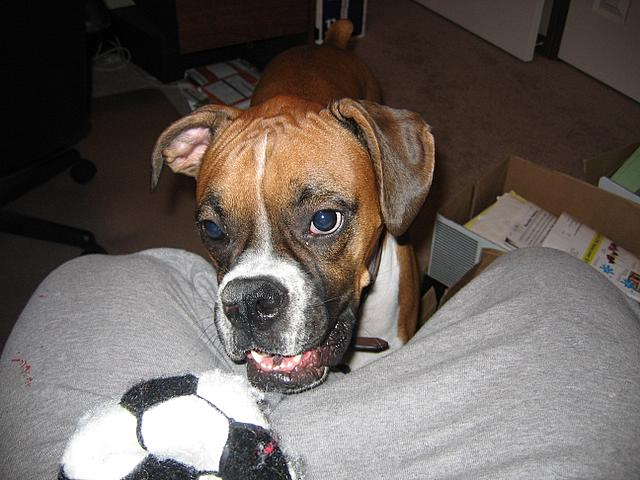 Bailey 2