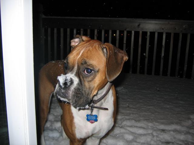 Bailey 3