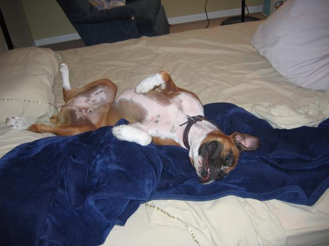 Bailey 4