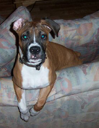 Bailey - 6 months old