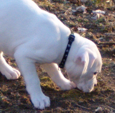 Bailey-8 weeks