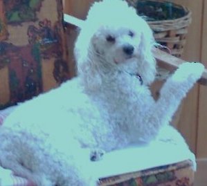 Bailey - Ali's buddy