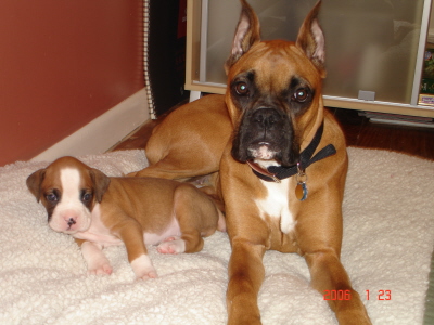 bailey and brutus
