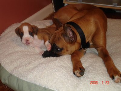 bailey and brutus