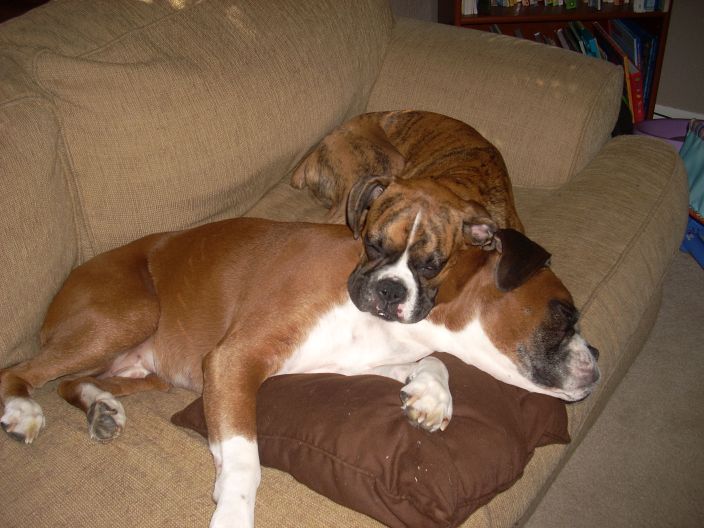 Bailey and Dex 2