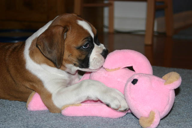 bailey and her favorite bear