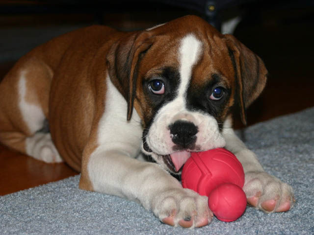 bailey and her turtle