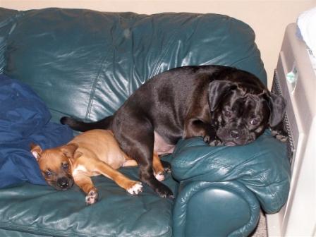 Bailey and Knuckles