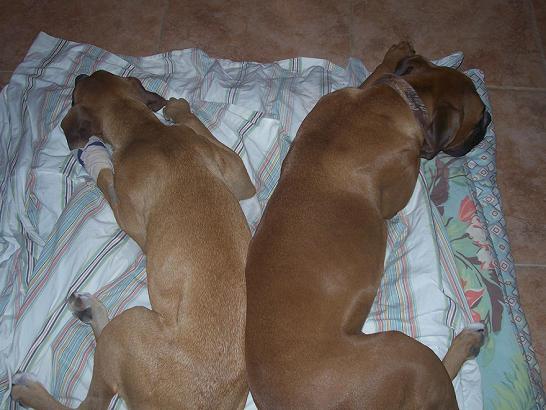 Bailey and Molly