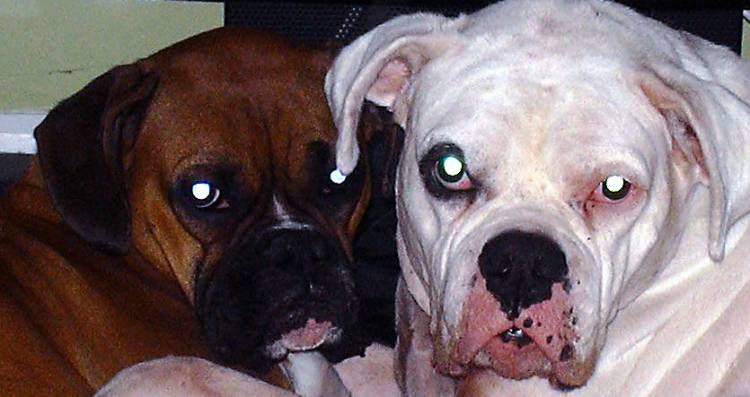 Bailey and Sammy
