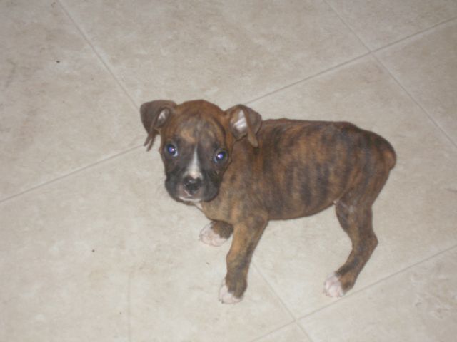 Bailey at 8weeks