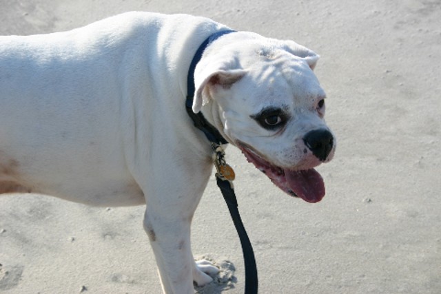 Bailey at the beach