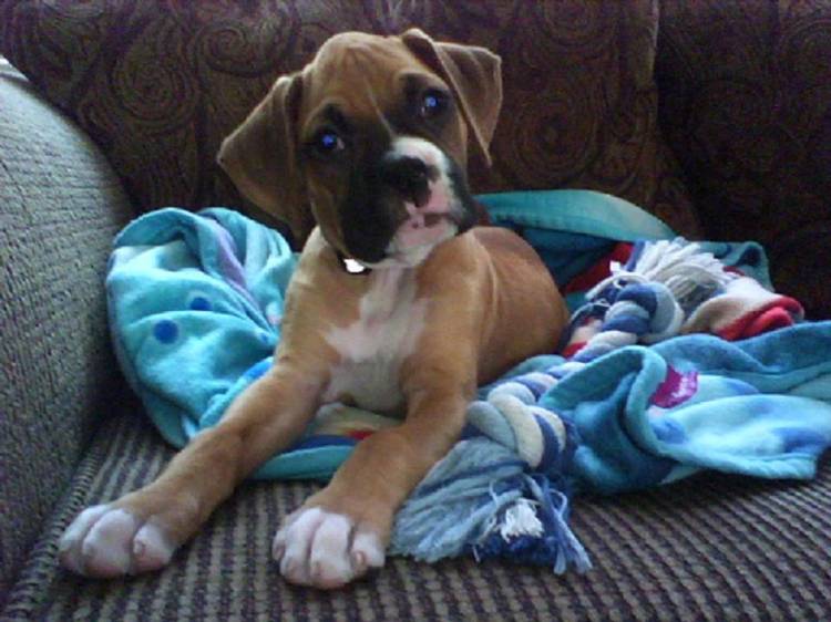 Bailey Curious to sleepy