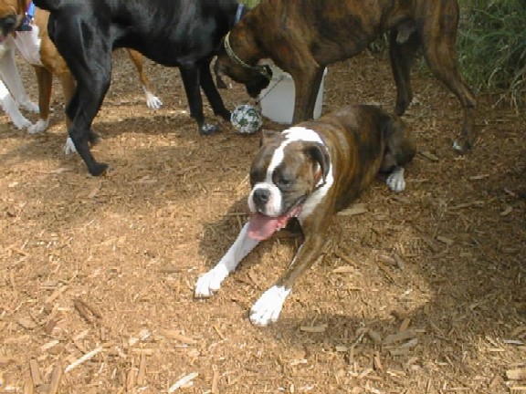 Bailey & Diego