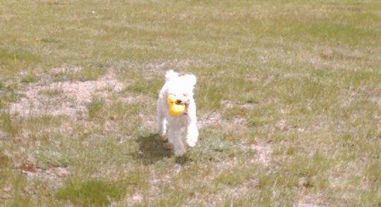 Bailey fetching his duck