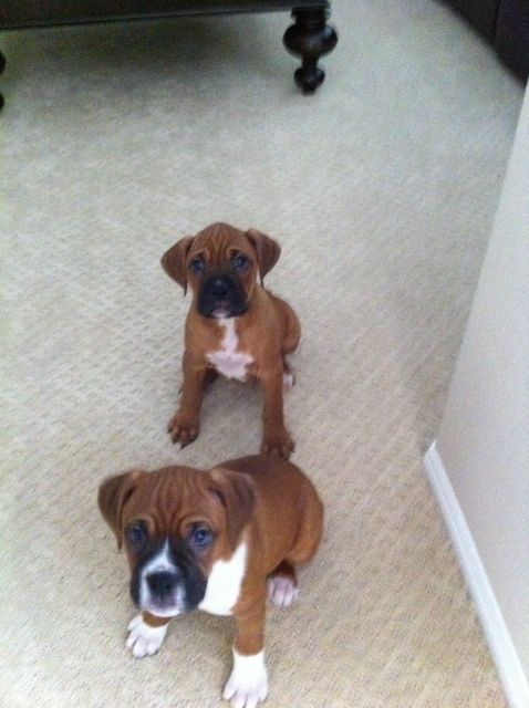 Bailey (Front) and Guinness (Back)