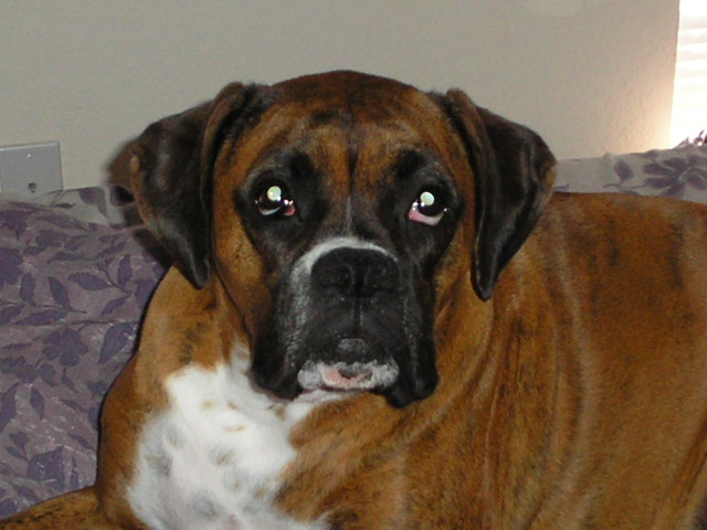 Bailey hanging out