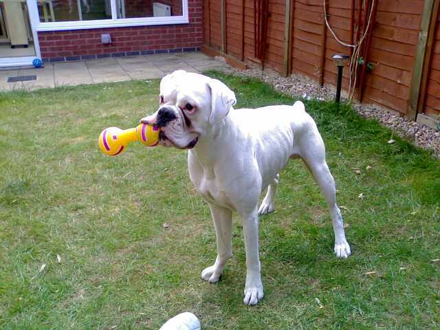 Bailey in his new garden