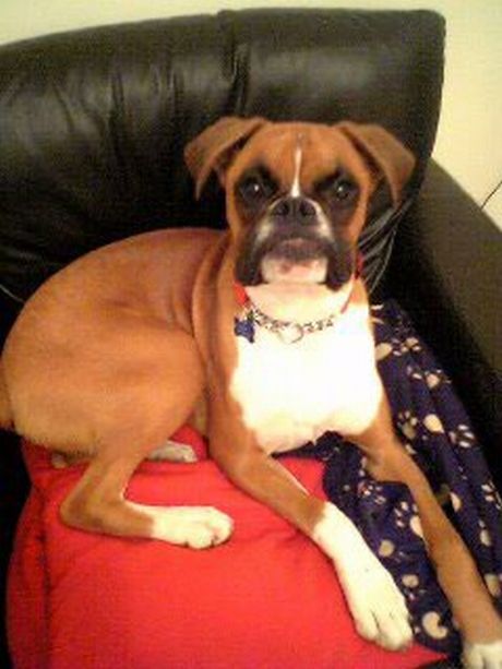 bailey on chair