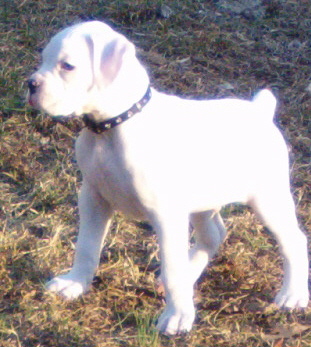 Bailey out for a romp-8 weeks