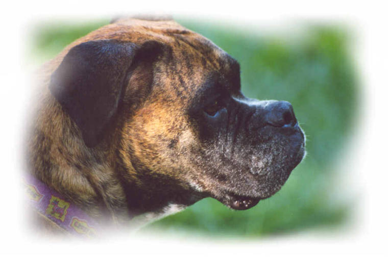 Bailey profile