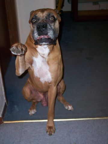 bailey saying hi