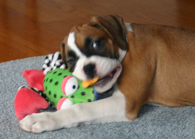 bailey shaking her frog