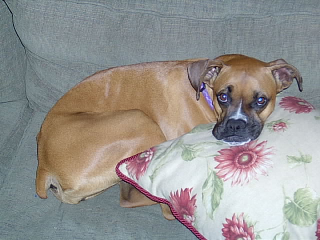 Bailey Taking a Snooze