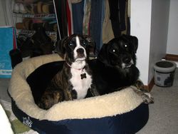 Bailey with Sister Roxy