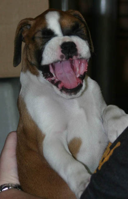 bailey yawning