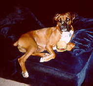 Bailey